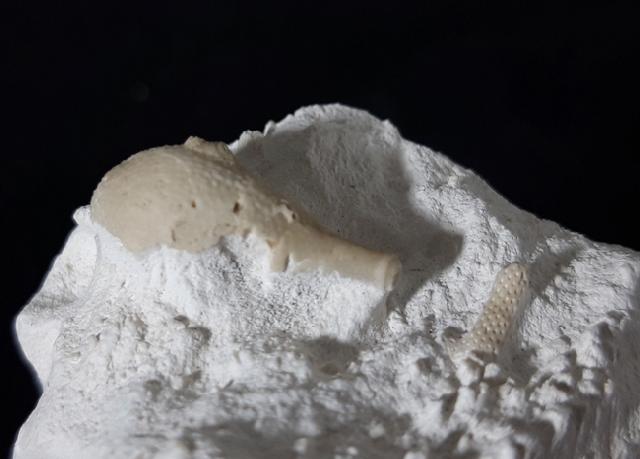 Stachel eines Tylocidaris baltica (SCHL�TER 1892) - Bild &copy; FossNet FossilienStore